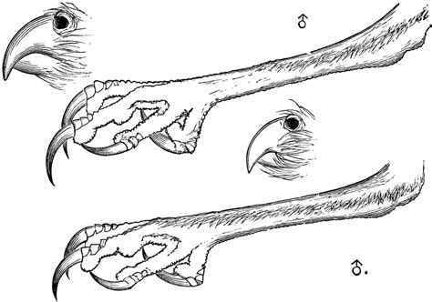 The Beaks And Claws Of A Burrowing Owl Clipart Etc