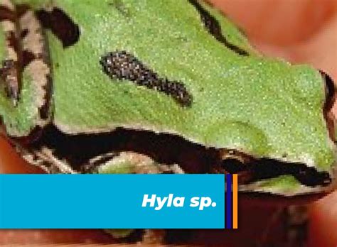 Plestiodon Lynxe Biodiversidad El Marqués