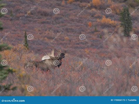 Bull Alaska Yukon Moose Rutting In Fall Stock Image Image Of Travel