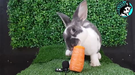 Asmr Mukbang Rabbit Eating Crunchy Carrot Asmr Satisfying And Cute Youtube