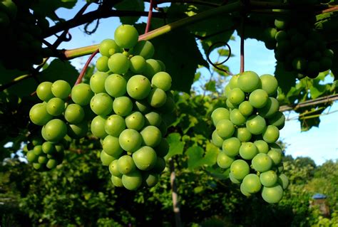 Guten Wein Erkennen Mit Tipps Zum Weinkenner