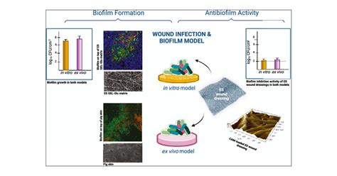 Development Of In Vitro And Ex Vivo Biofilm Models For The Assessment