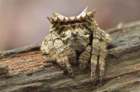 Strange Looking Spiny Orb Weaver Spider Spiny Orb Weavers  Flickr