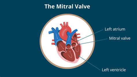 What Does The Mitral Valve Do In The Heart Cardiac X