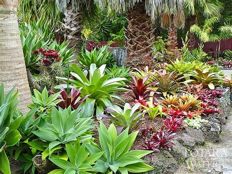 Gardening South Florida Style Bromeliads In The Garden