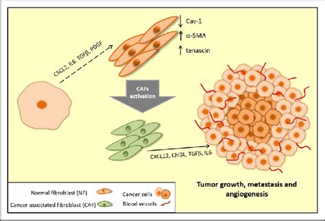 Cafs Are Reprogrammed By Cancer Cells And Tumor Microenvironment Download Scientific Diagram