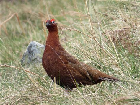 Red Grouse Bird Facts (Lagopus lagopus) | Bird Fact