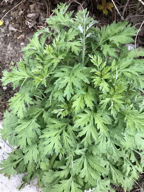 Yomogi Mugwort Seeds Artemisia Princeps 蓬 Ssuk 쑥 Suuk 黄花艾 Etsy