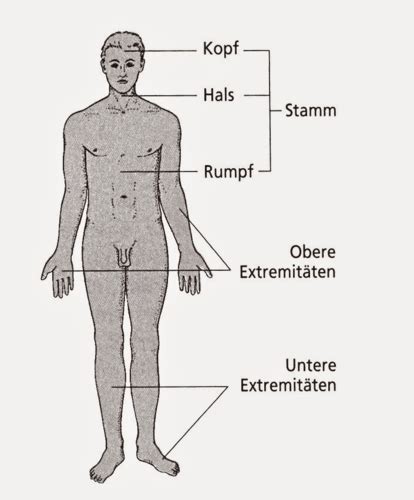 Anatomie Grundbegriffe Karteikarten Quizlet