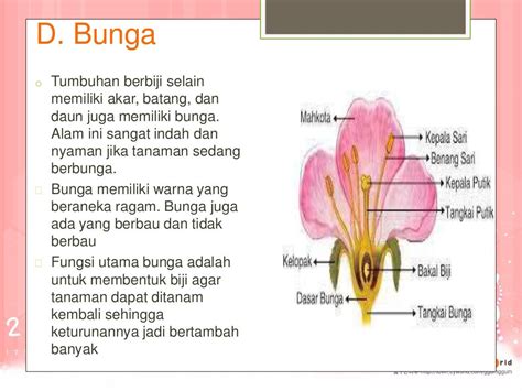 Bagian tumbuhan dan fungsinya