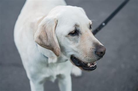 Cachorro labrador adorável na coleira Foto Grátis