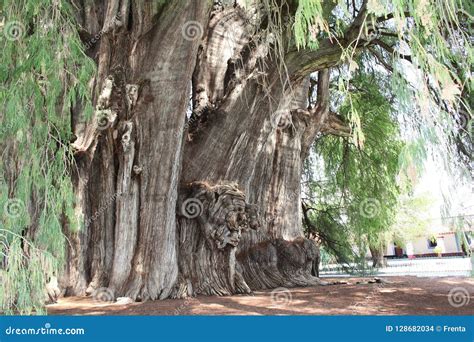 Rbol De Tule El Rbol M S Grande En El Mundo Oaxaca M Xico Foto De