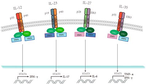 Viruses Free Full Text Immunoregulatory Functions Of The Il