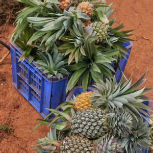 Most Of The World S Pineapple Comes From This Country