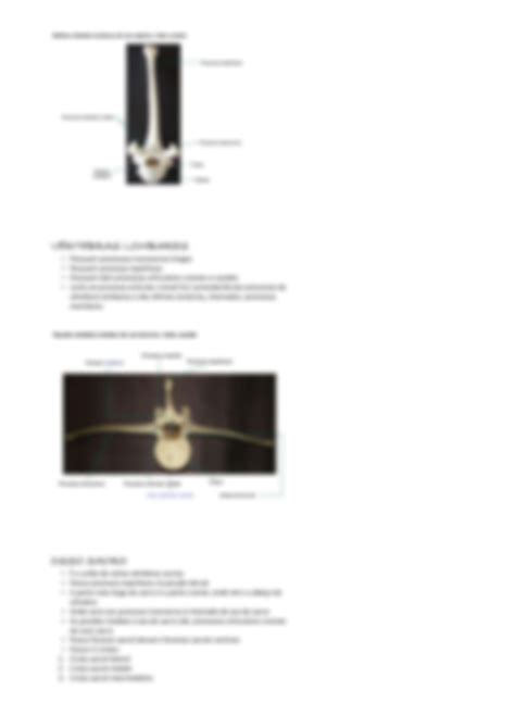 Solution Esqueleto Axial Coluna Vertebral Anatomia Veterin Ria