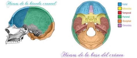 El Cráneo También Conocido Como Neurocráneo Está Formado Por La Cara