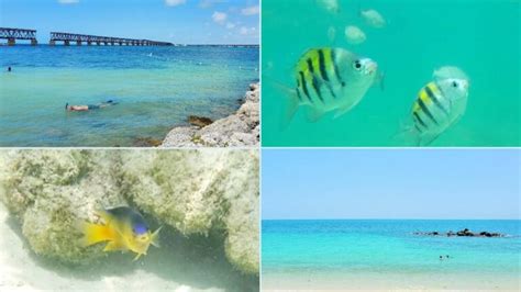 5 Best Florida Keys Snorkeling Spots For Beginners From Shore Or Beach