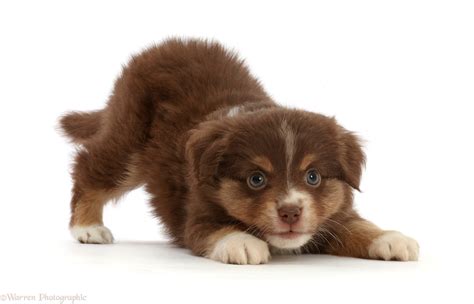 Dog: Playful Mini American Shepherd puppy photo WP46755