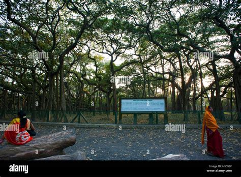 Great banyan tree, kolkata hi-res stock photography and images - Alamy