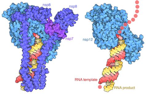 PDB 101 Molecule Of The Month SARS CoV 2 RNA Dependent RNA Polymerase