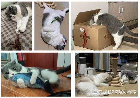 新手养猫指北（指南）——养猫多年的经验送给第一次养猫的小伙伴