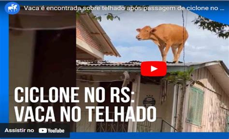 V Deo Vaca Resgatada De Telhado De Casa Ap S Passagem De Ciclone No