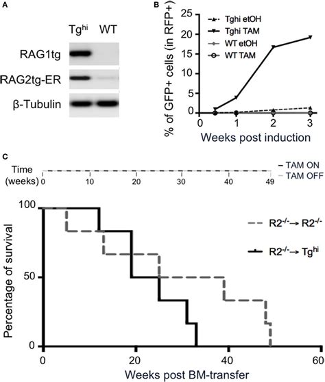 4 Hydroxytamoxifen TAM Induction Of Recombination Activating Gene