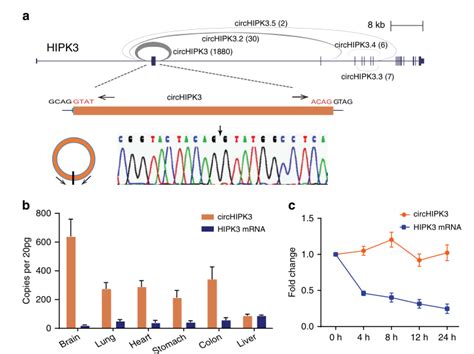 Zheng Q Et Al Circular Rna Profiling Reveals An Abundant Circhipk3