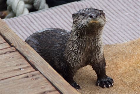 Bay Nature On the Air: River Otters Return to the Bay Area