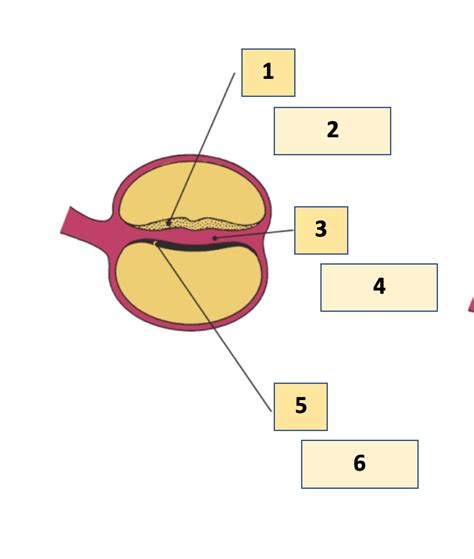 Diagram of Germ Layers Diagram | Quizlet