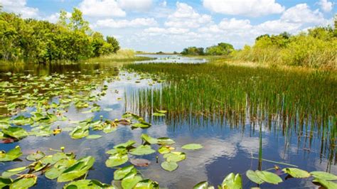 Día Mundial De Los Humedales Por Qué Se Celebra El 2 De Febrero