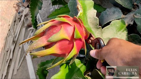 Cómo cosechar pitahaya pitahaya o fruta del dragón Resultados de