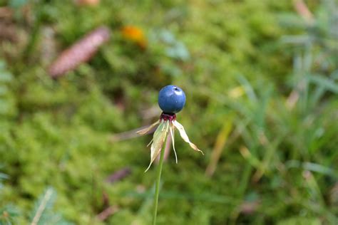 Einbeere Blume Des Jahres 2022 Naturpark Schwarzwald Mitte Nord