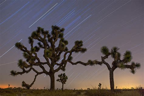 Christmas Star Trails At Joshua Tree National Park Photograph By Beau