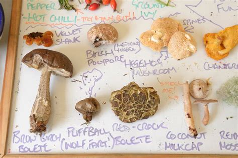 Safe And Sustainable Mushroom Foraging Scotland S Nature