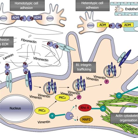 Identication Of Galectin 1 Associated With HRas 12V A Using Ras