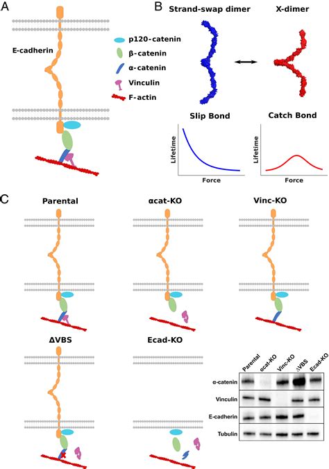 Inside Out Regulation Of E Cadherin Conformation And Adhesion Pnas