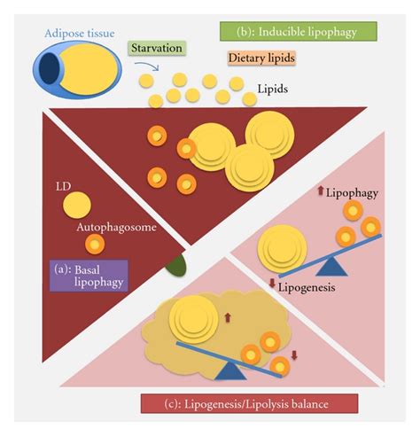 Autophagy And Lipid Metabolism In Liver A Basal Lipophagy Some