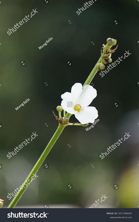 Echinodorus Palifolius Called Melati Air Mexican Stock Photo 2271390567 | Shutterstock