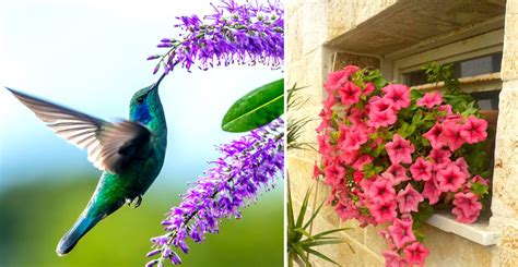 Plants To Attract And Nourish Hummingbirds The Beginners Garden