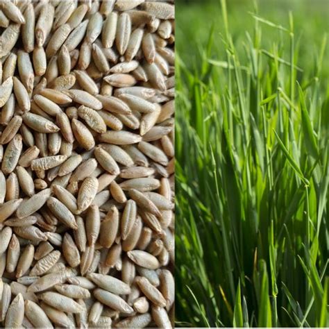 Organic Whole Raw Rye Grain Seeds For Sprouting And Juicing Ryegrass Free Uk Delivery On All