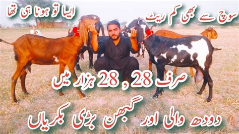 Goat Farming Pure Amritsari Beetal Cross Gabhan Bakriya Cheap Price By