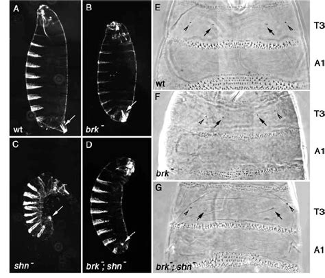 Shn And Brk Make Distinct Contributions To Patterning The Ectoderm