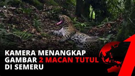 Kumpulan Berita Terbaru Dua Ekor Macan Tutul Berkeliaran Tertangkap