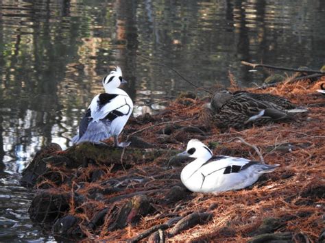 1,100+ Mallard Duck Duck Pond England Stock Photos, Pictures & Royalty ...