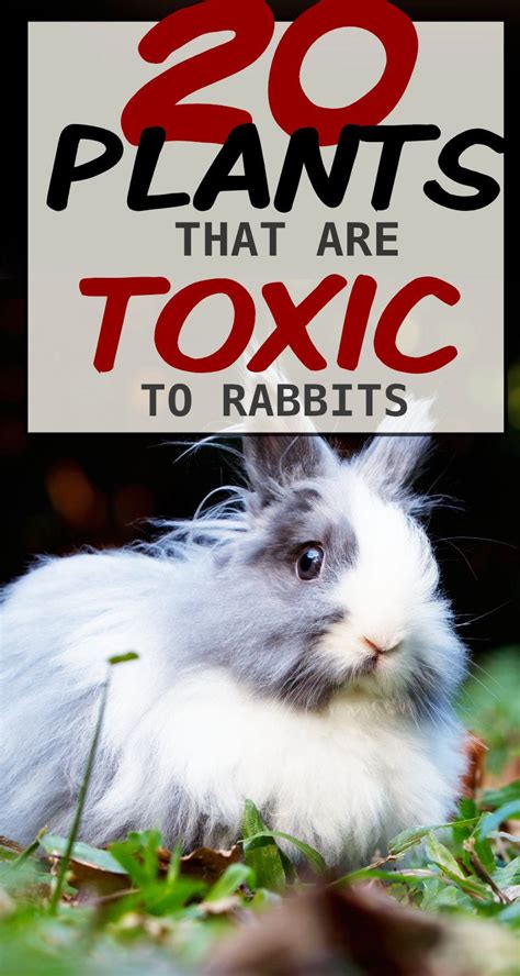 Rabbit Food List What Fruits And Vegetables Are Safe For Rabbits Artofit