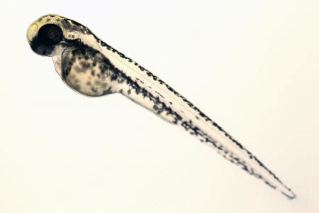 Zebrafish embryos and larvae | zebrafishlab