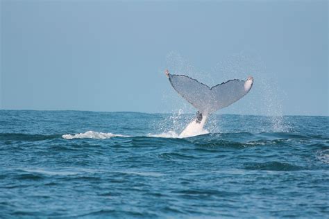 Whale Watching Port Macquarie