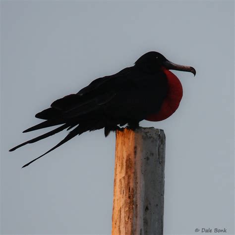 Magnificent Frigatebird Fregata Magnificens Fragata Magnif Flickr