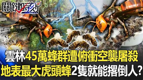 雲林45萬蜂群遭「俯衝空襲」大屠殺 地表最大虎頭蜂「2隻就能撂倒人」！？【關鍵時刻】20220726 2 劉寶傑 李家名 姚惠珍 李正皓